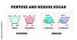Which Sugars Are Pentoses?