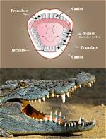 Which Teeth Are Thecodont