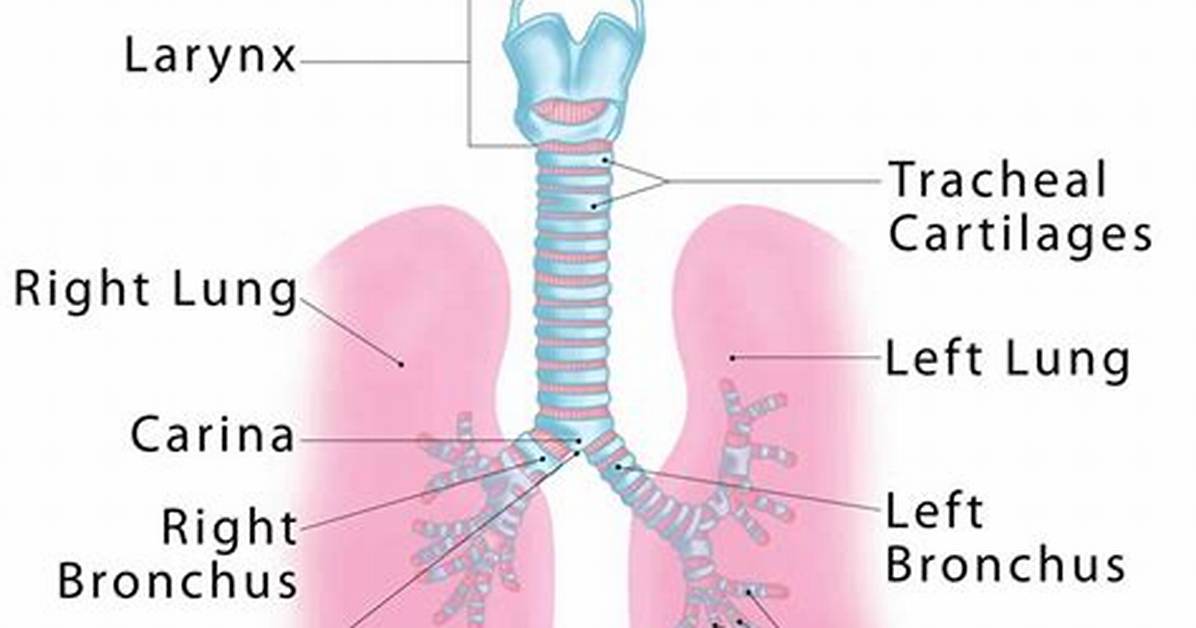 Which Term Means Windpipe?