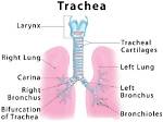 Which Term Means Windpipe?