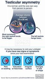Which Testicle Typically Hangs Lower?