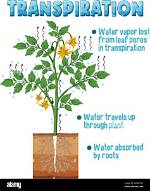 Which Transpiration Is Maximum?