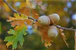 Which Tree Do Acorns Come from?