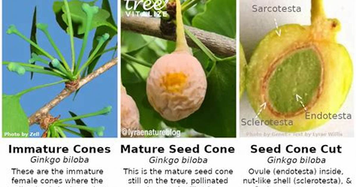 Which Tree Does Not Have Cones