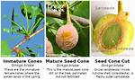 Which Tree Does Not Have Cones