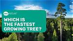 Which Tree Grows Fastest
