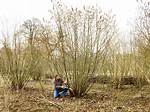 Which Trees Are Coppiced?