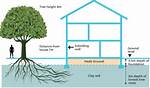 Which Trees Cause Subsidence?
