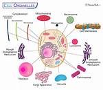 Which Two Cell Structures Work Together in the Process of Protein Synthesis?