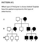 Which Type of Polymorphic Pattern Is Shown by Obelia?