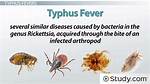 Which Vector Causes Typhus Fever?