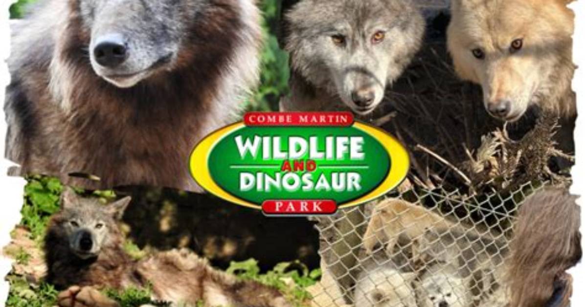 Which Wolf to Feed?