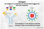 Which Would Make a Poor Immunogen?