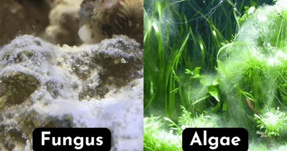 White Algae