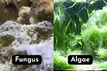 White Algae