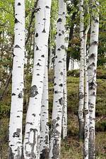 White Bark Trees