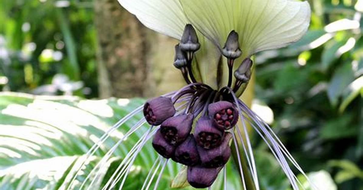 White Bat Flower