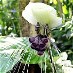 White Bat Flower