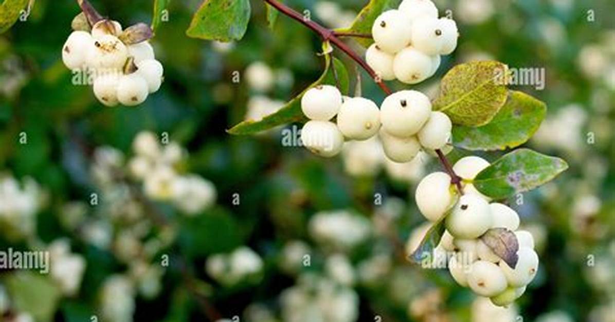 White Berries