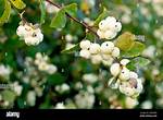 White Berries