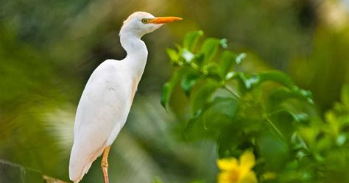 White Bird