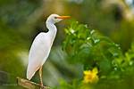 White Bird
