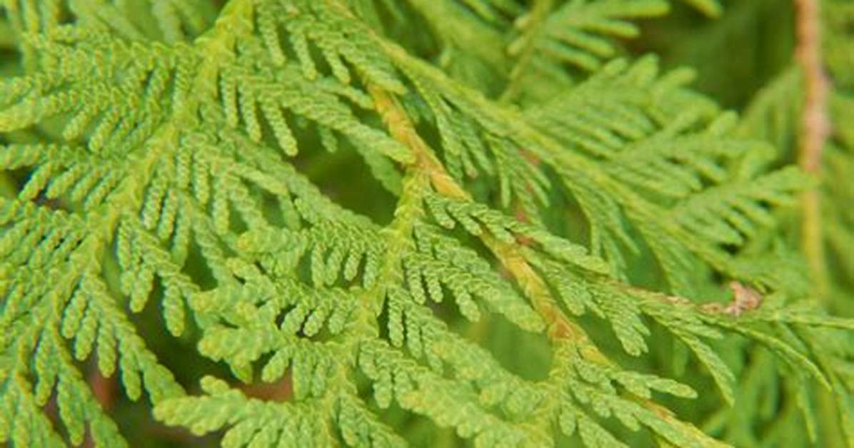 White Cedar Tree