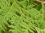 White Cedar Tree