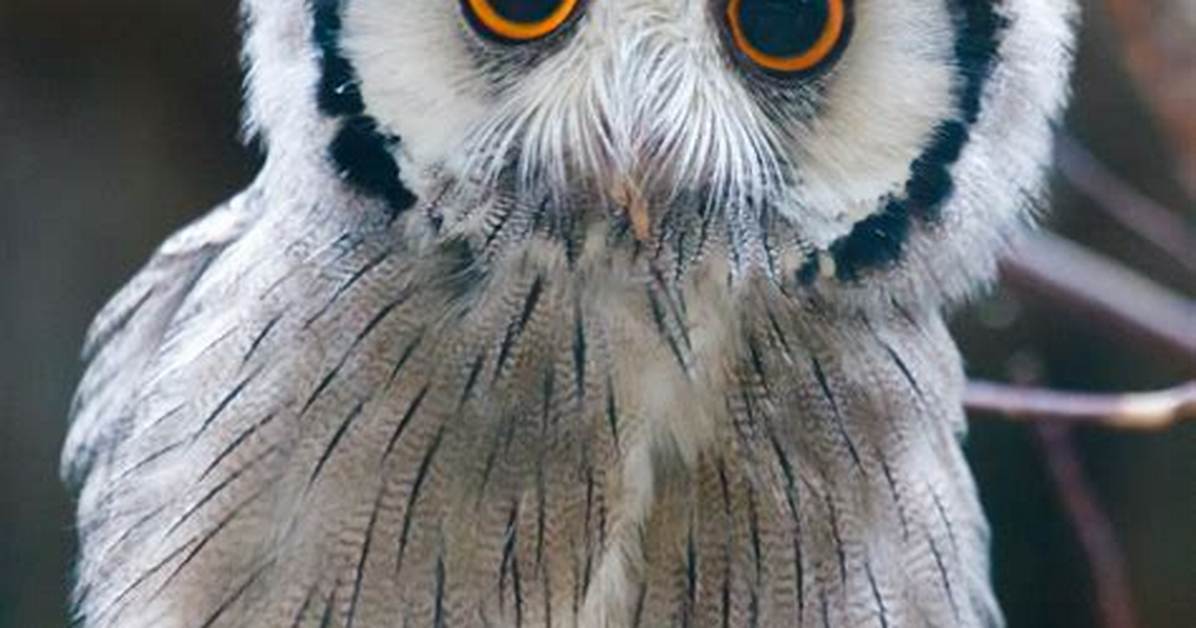 White-Faced