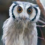 White-Faced