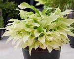 White Feather Hosta