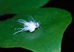 White Fuzzy Bug