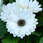 White Gerbera Daisy