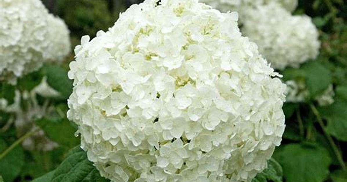 White Hydrangeas