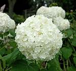 White Hydrangeas