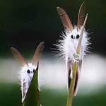 White Moths