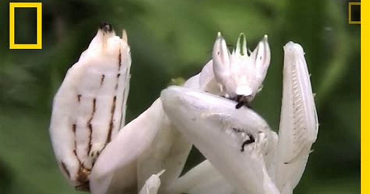 White Praying Mantis
