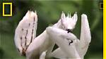 White Praying Mantis