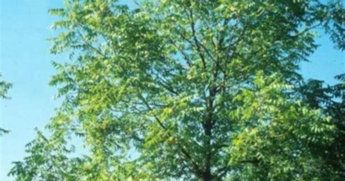 White Walnut