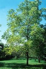 White Walnut