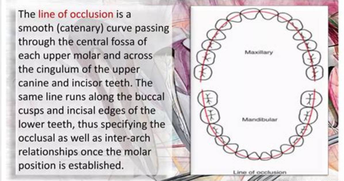 Who Develop Normal Occlusion Theory?