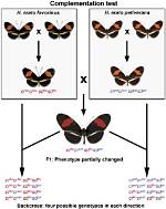 Who Discovered Complementation Test?