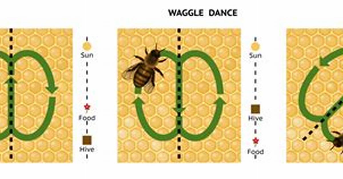 Who Do Bees Communicate?