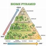 Who Do Biomes Differ?