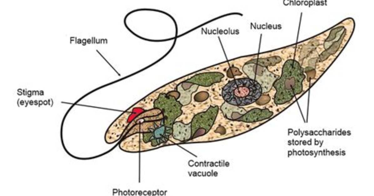 Who Do Euglenoids Eat?