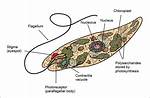 Who Do Euglenoids Eat?