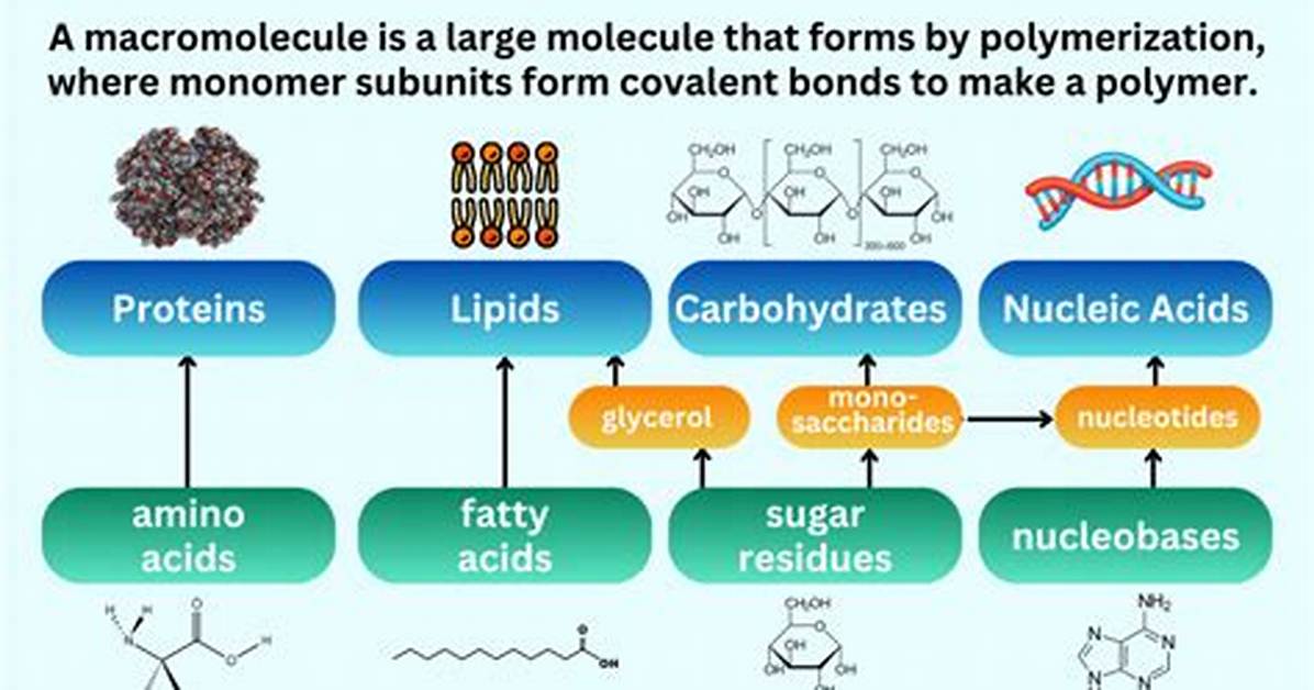Who Do Macromolecules Form?