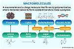 Who Do Macromolecules Form?