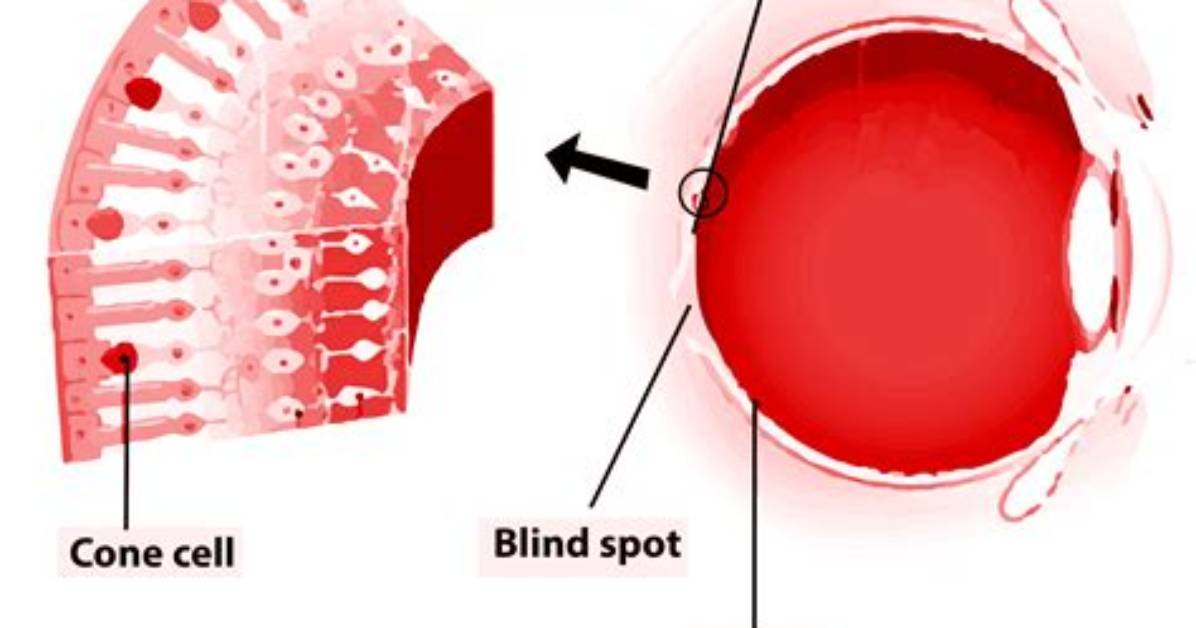Who Do Rods and Cones Differ Functionally?