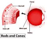 Who Do Rods and Cones Differ Functionally?
